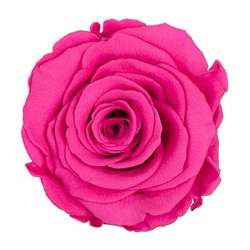 Cf 12 pz rose stabilizzate bright pink