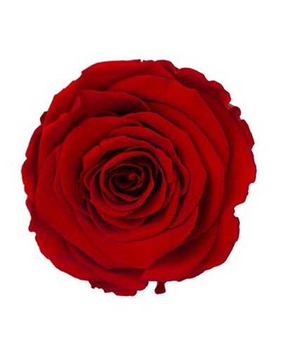 Fiori Secchi decorativi | Rosa Stabilizzata Rossa Media – Confezione 12 Pezzi | 3421771201781