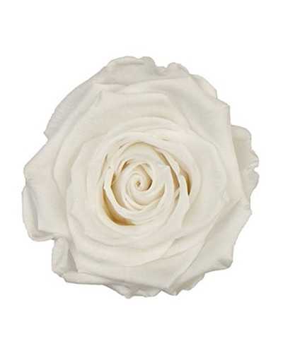 Rosa stabilizzata mini bianca vista frontale