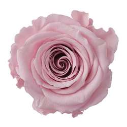 Cf 16pz rose mini stabilizzate rosa ..