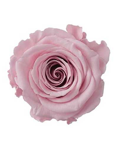 Rosa stabilizzata mini – Confezione CF 16 con 16 rose vere, morbide e naturali