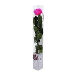 Ramo rosa stabilizzata fucsia