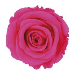 Ramo rosa stabilizzata fucsia