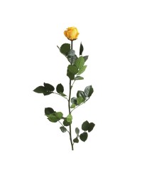 ROSA STABILIZZATA STANDARD CON GAMBO GIALLA