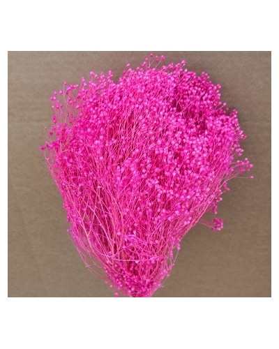 Cf 100gr Broom blooms fucsia