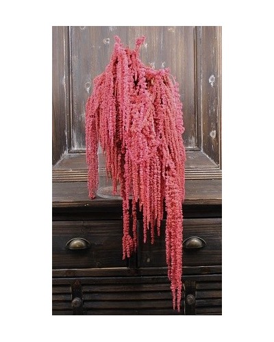 Cf 100gr  amaranthus rosa...