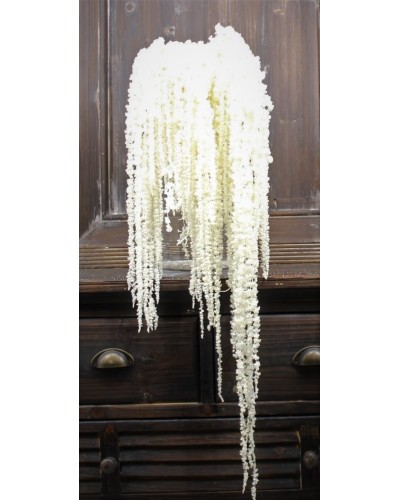 Cf 100gr  amaranthus bianco