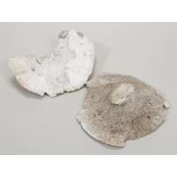 Sponge di funghi cm 18-25 500gr white innevato