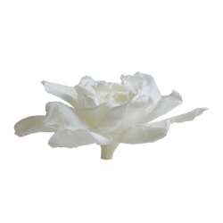 Cf 3 pz  gardenia stabilizzata bianca