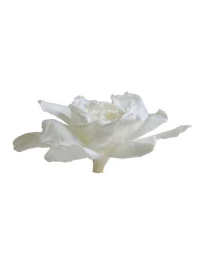 gardenia per decorazioni floreali