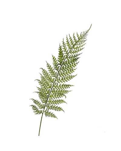 Set 3 rametti di felce artificiale verde H.60 cm – morbidi e flessibili