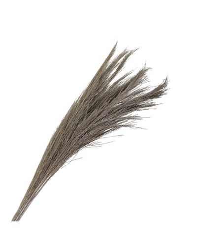 BROOM GRASS - WHITE WASH -...