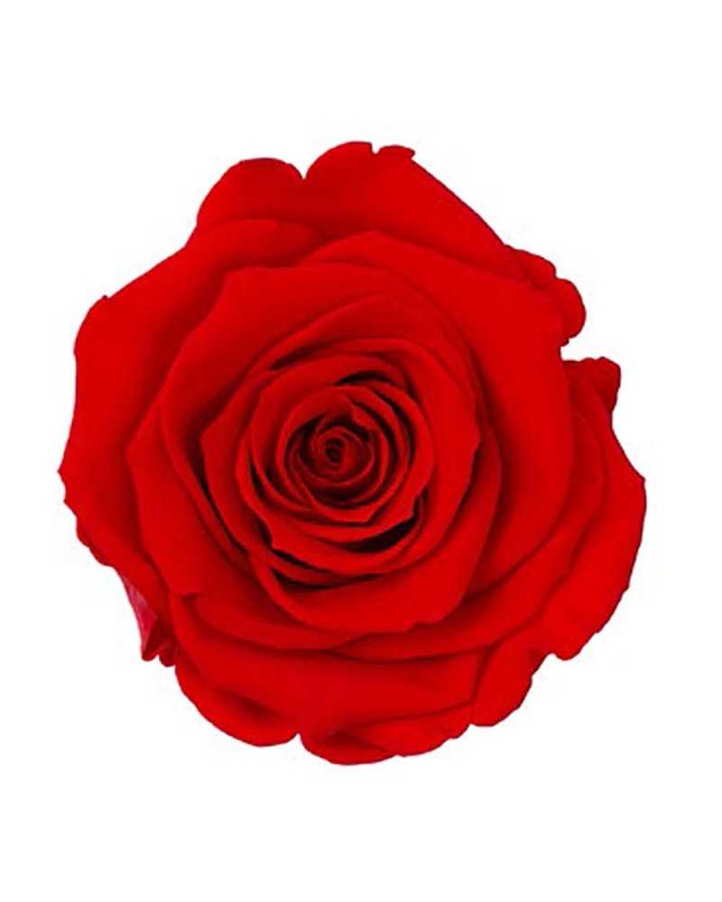 Fiori Secchi decorativi | Cf 6pz rose stabilizzate dm 6-6.5 h 5-7 rossa .. | 7861221220300