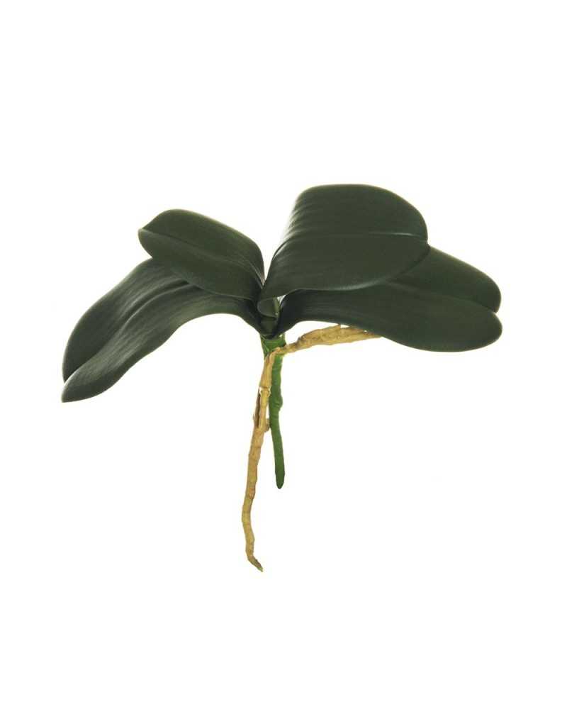 Rami e Foglie Artificiali | Foglia phalenopsis x4 green cm 25 | 8025003347053