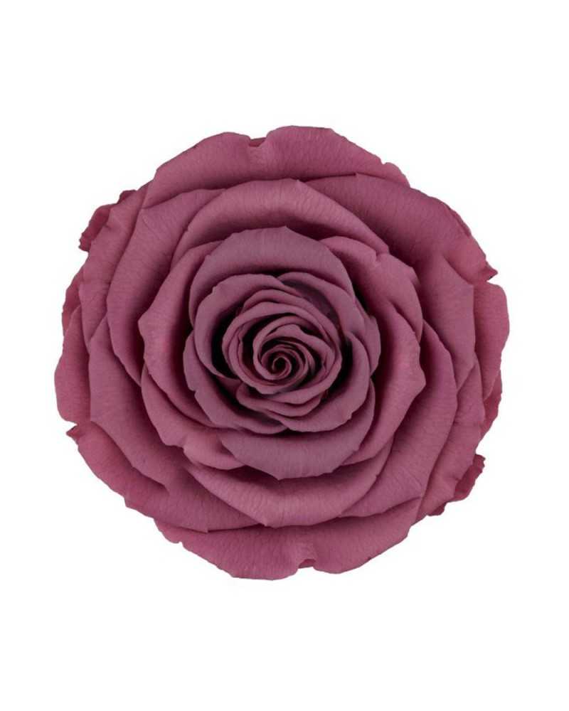 Fiori Stabilizzati | Cf 4 rose stabilizzate dm 8.5 H 6.5 rosa antico | 