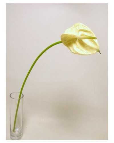 Fiori Artificiali | Ramo anthurium piccolo h 57 bianco | 8051090328026