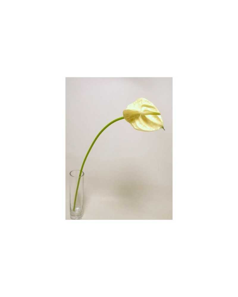 Fiori Artificiali | Ramo anthurium piccolo h 57 bianco | 8051090328026