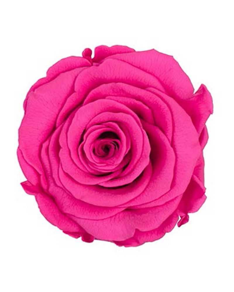 Fiori Secchi decorativi | Cf 6pz rose stabilizzate dm 6-6.5 h 5-7 dark pink .. | 4027234258898