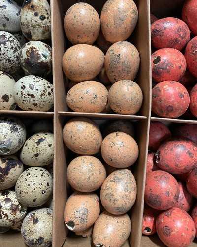 Decorazioni Pasqua | UOVA DI QUAGLIA - CF 72 PZ - D.3 CM - ASS. ARANCIO | 8718305564722