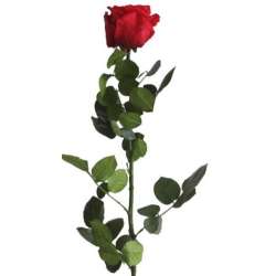 Ramo rosa dm 7 h 60 stabilizzata fucsia
