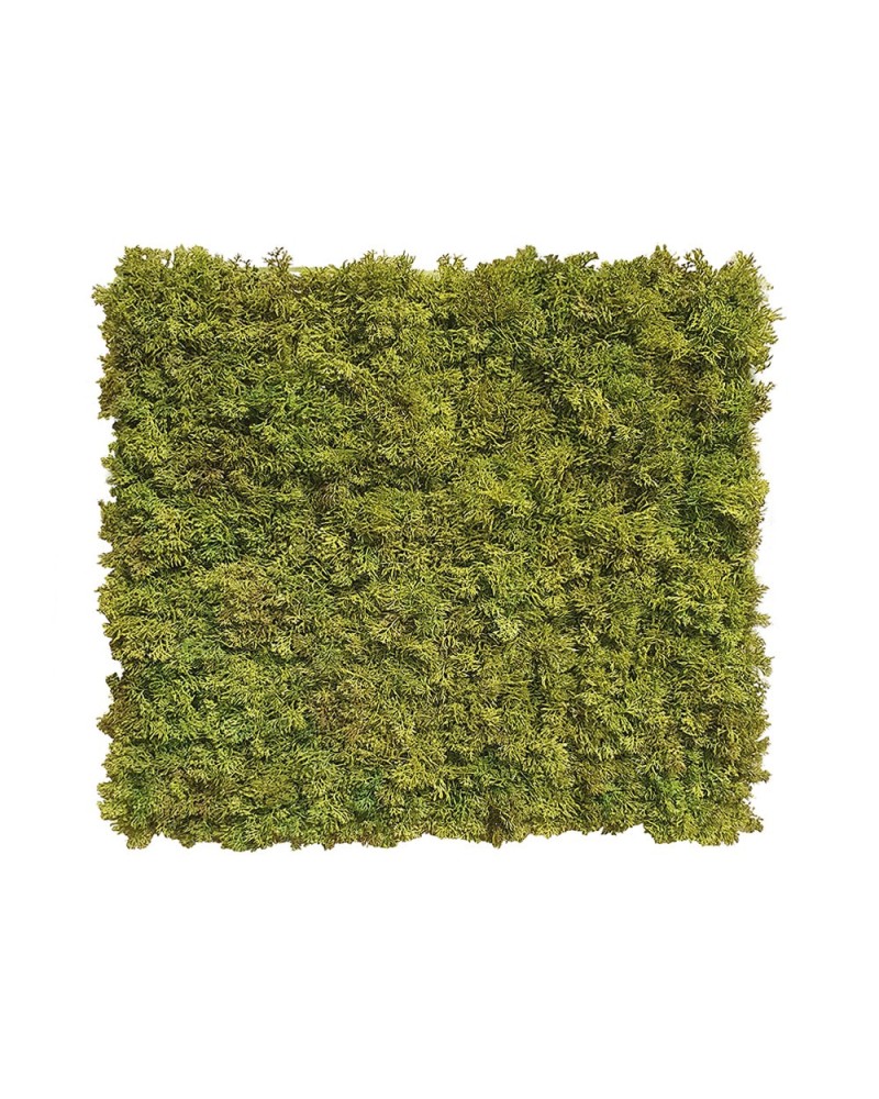 Piante Artificiali | Mattonella di muschio nordico in plastica 50x50 ignifugo verde | 8025003446329