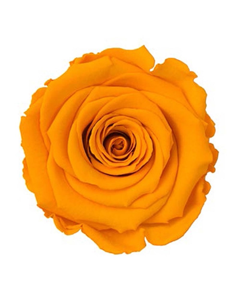 Fiori Stabilizzati | Cf 6pz rose stabilizzate dm 6-6.5 h 5-7 giallo albicocca | 7861221220423
