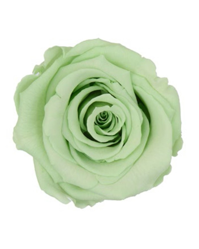 Fiori Stabilizzati | Cf 6pz rose stabilizzate dm 6-6.5 h 5-7 verdino chiaro | 7861221220072