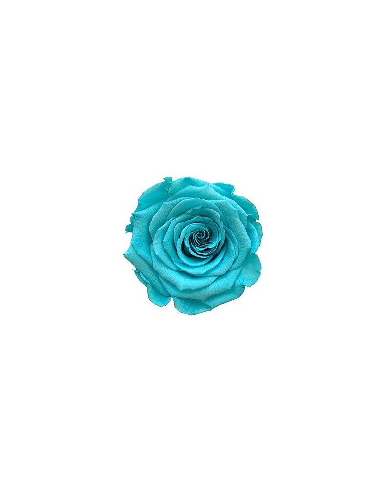 Fiori Stabilizzati | Cf 12 rose stabilizzate dm 4-4.5 h 4 tiffany | 7861221221796