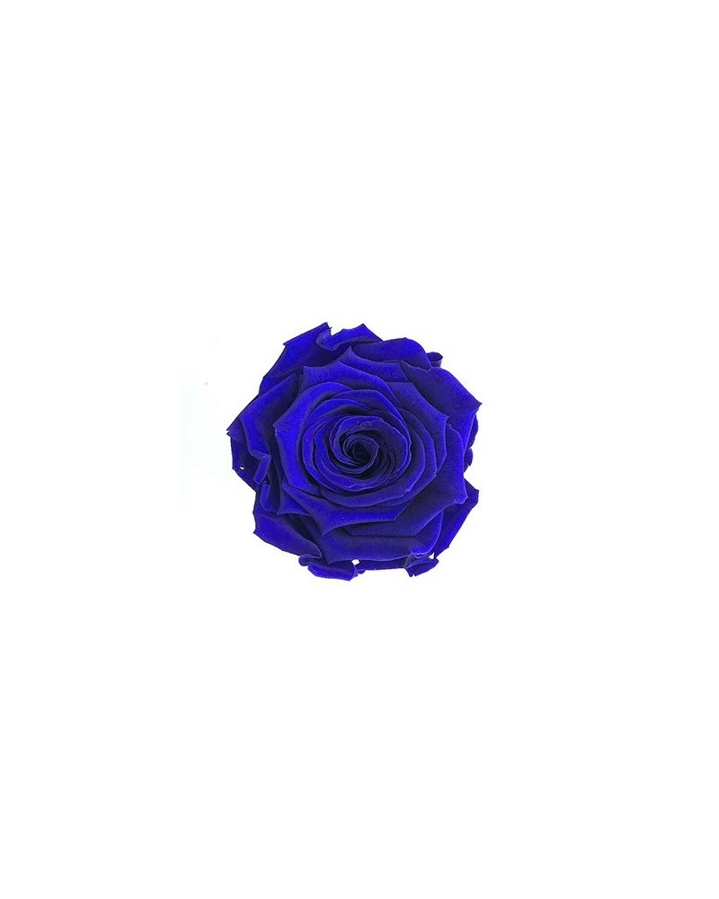 Fiori Stabilizzati | Cf 12 rose stabilizzate dm 4-4.5 h 4 blue | 7861221221802