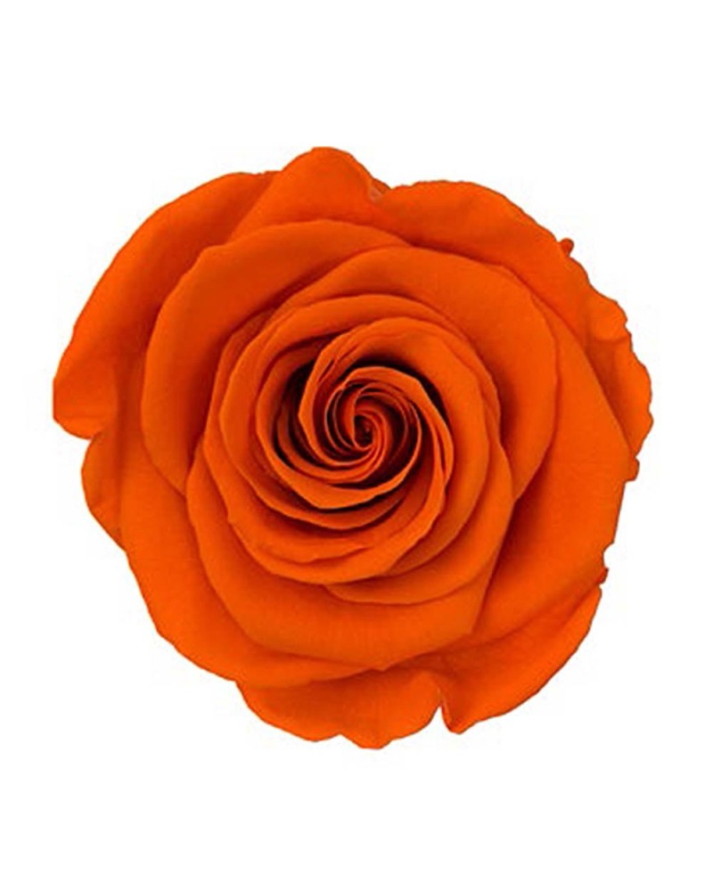 Fiori Stabilizzati | Cf 12 rose stabilizzate dm 4-4.5 h 4 arancio | 7861221221970