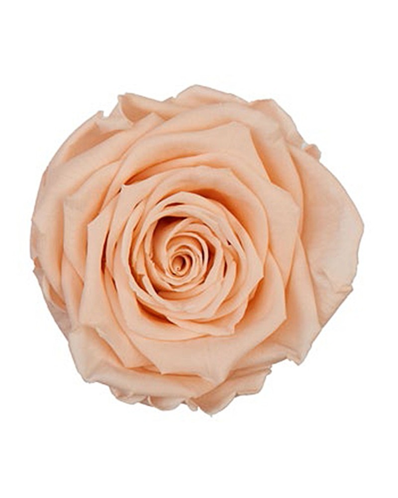 Fiori Stabilizzati | Cf 12 rose stabilizzate dm 4-4.5 h 4 pesca | 7861221222021