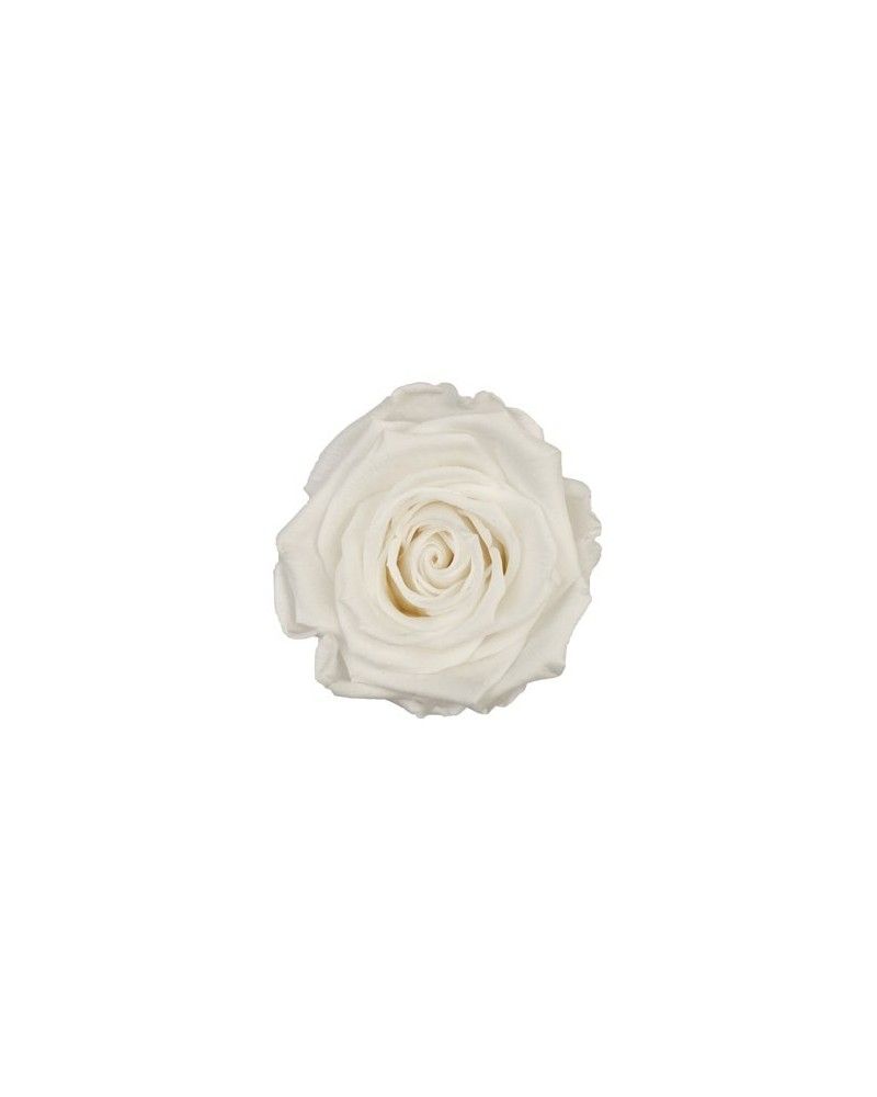 Fiori Stabilizzati | Cf 12 rose stabilizzate dm 4-4.5 h 4 bianche | 7861221222212