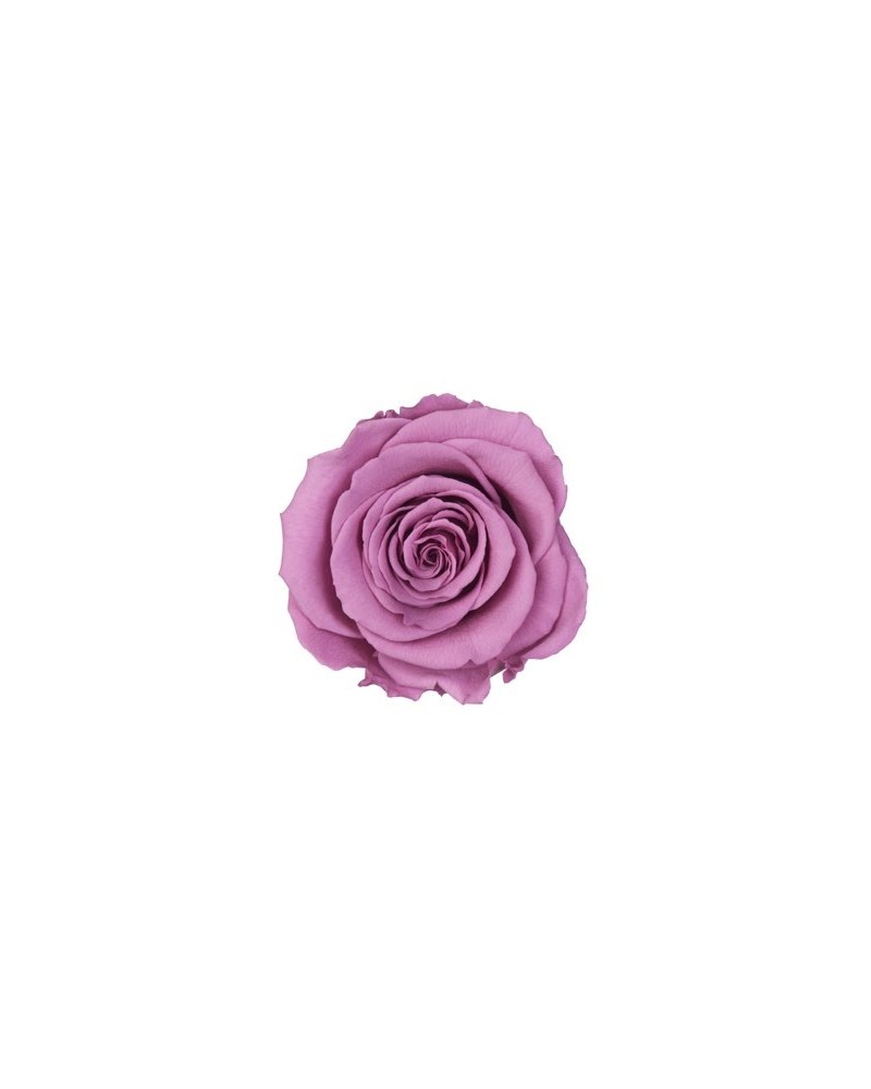 Fiori Stabilizzati | Cf 18 rose stabilizzate cm 3-3.5 circa h2.5 rosa antico | 786122232648