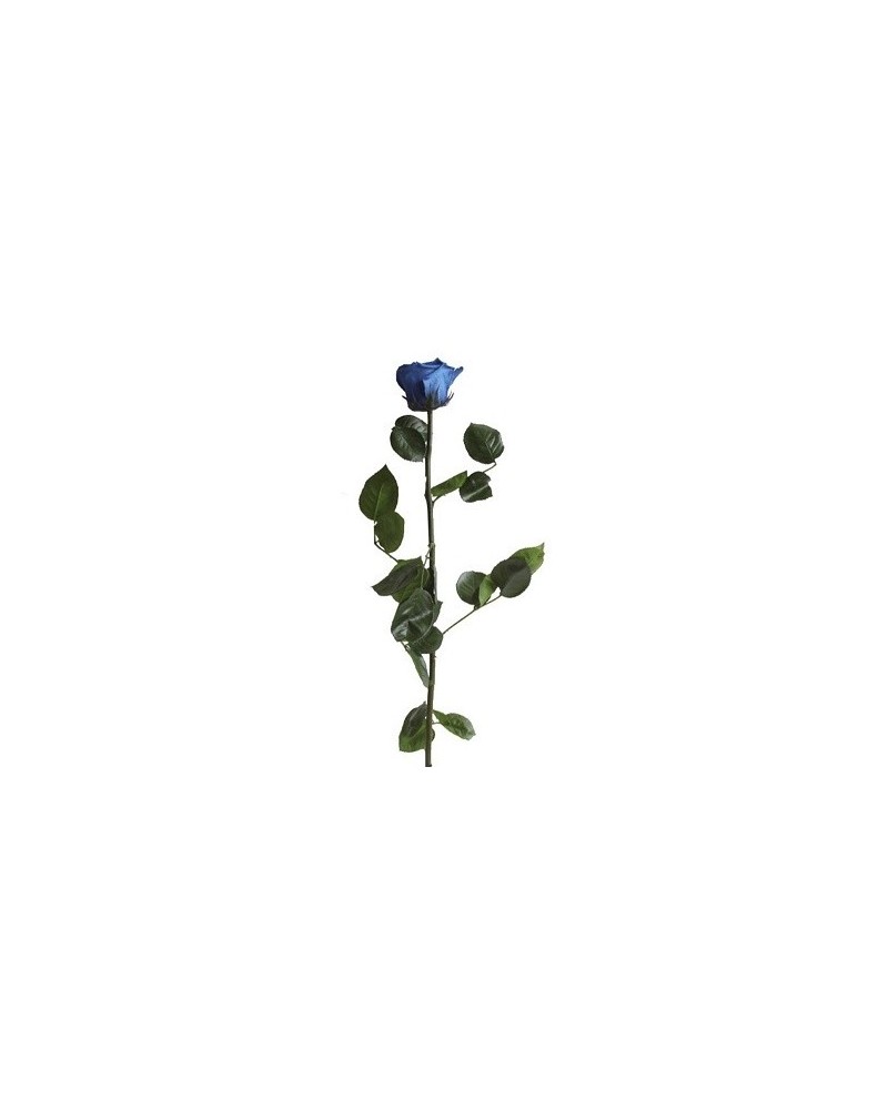 Fiori Stabilizzati | Ramo rosa dm 7 h 60 stabilizzata blue | 7861206219251