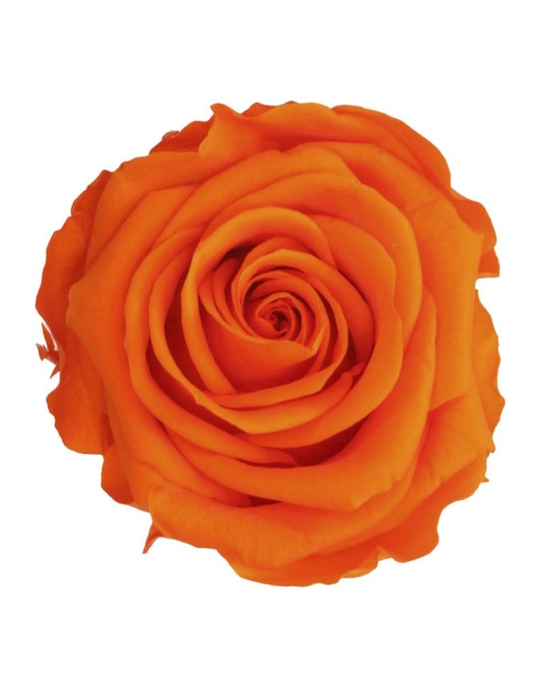 Fiori Stabilizzati | Ramo rosa dm 7 h 60 stabilizzata arancio ( 4 ) | 7861206219357