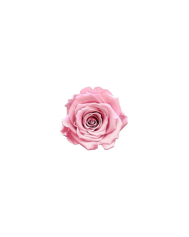 Fiori Stabilizzati | Ramo rosa dm 7 h 60 stabilizzata rosa ( 4 ) | 7861206219435