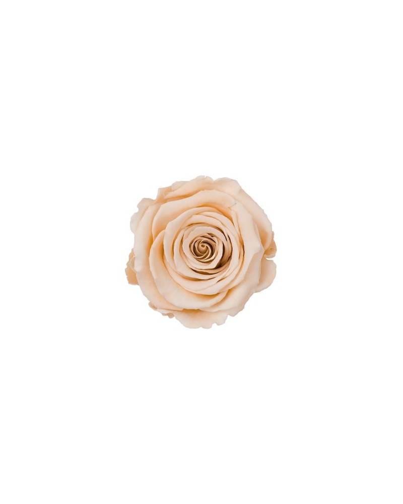 Fiori Stabilizzati | Ramo rosa stabilizzata dm 7 h 32 champagne | 7861206218469