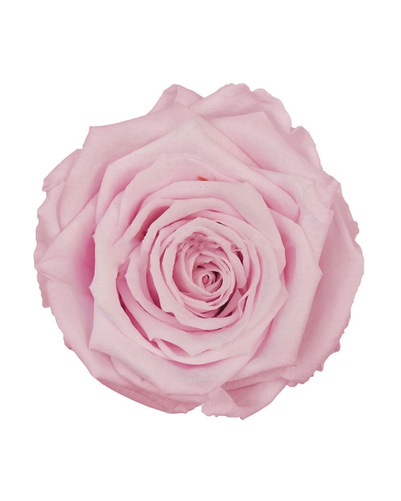 Fiori Stabilizzati | Cf 6pz rose stabilizzate dm 6-6.5 h 5-7 rosa chiaro | 7861221220263