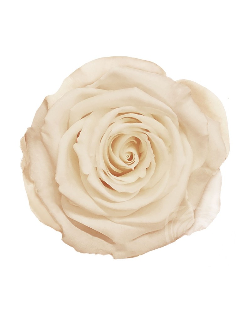 Fiori Stabilizzati | Cf 4 rose stabilizzate dm 8.5 h 6.5 champagne | 7891206221391