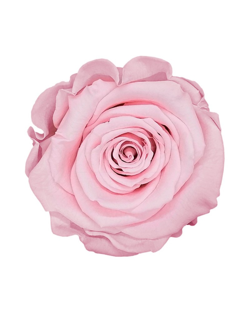 Fiori Stabilizzati | Cf 4 rose stabilizzate dm 8.5 h 6.5 rosa | 7861206221629