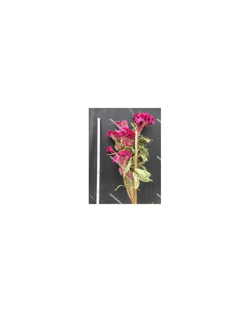 Fiori Artificiali | Mazzo celosia cristata cresta di gallo fx | 4027234904559