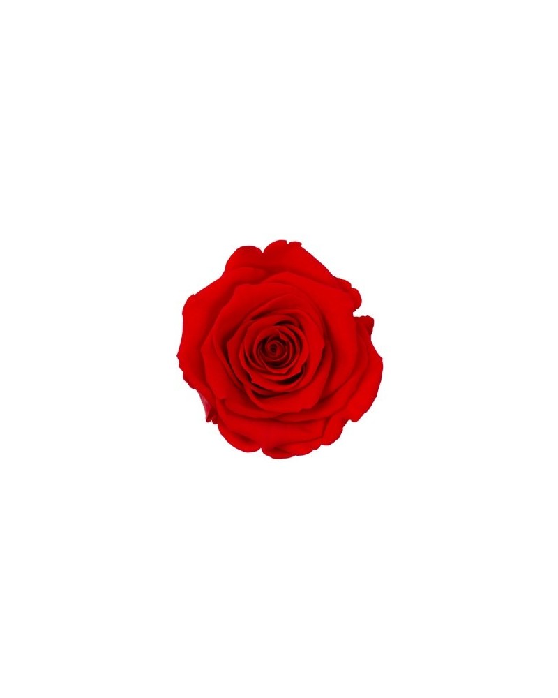 Fiori Stabilizzati | Cf 4 rose stabilizzate dm 8.5 h 6.5 rossa | 7861206221728
