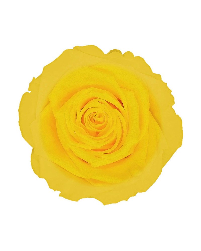 Fiori Stabilizzati | Cf 6pz rose stabilizzate dm 6-6.5 h 5-7 giallo limone | 7861221220430