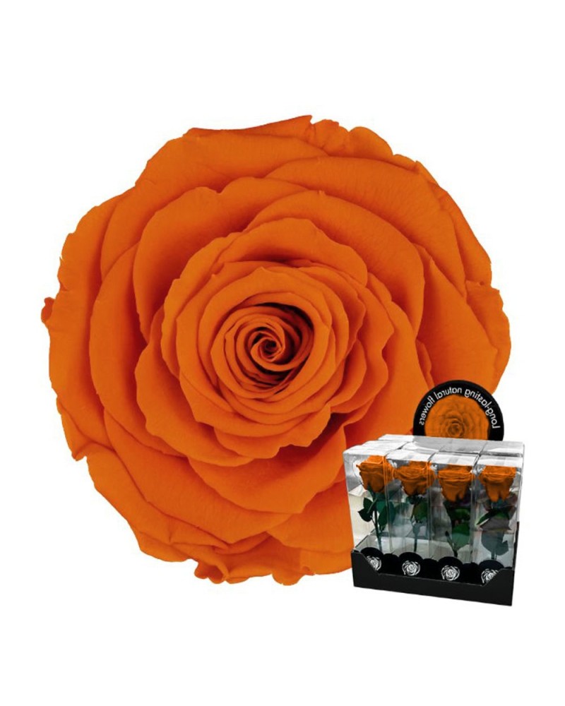 Fiori Stabilizzati | Ramo rosa stabilizzata dm 7 h 32 arancio (4) | 7861206218544
