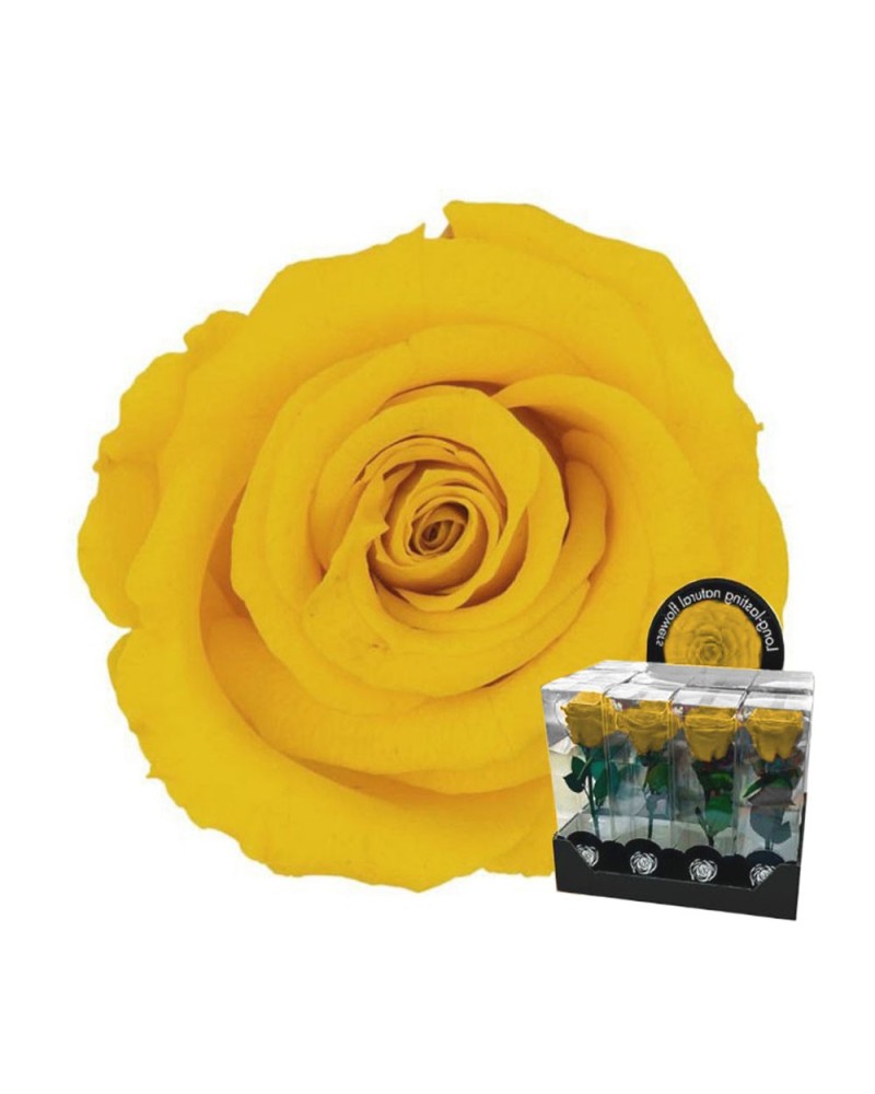 Fiori Stabilizzati | Ramo rosa stabilizzata dm 7 h 32 gialla (4) | 7861206218780