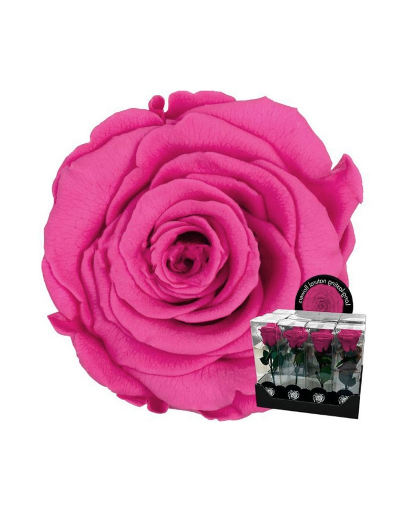 Fiori Stabilizzati | Ramo rosa stabilizzata dm 7 h 32 dark pink | 7861206218605