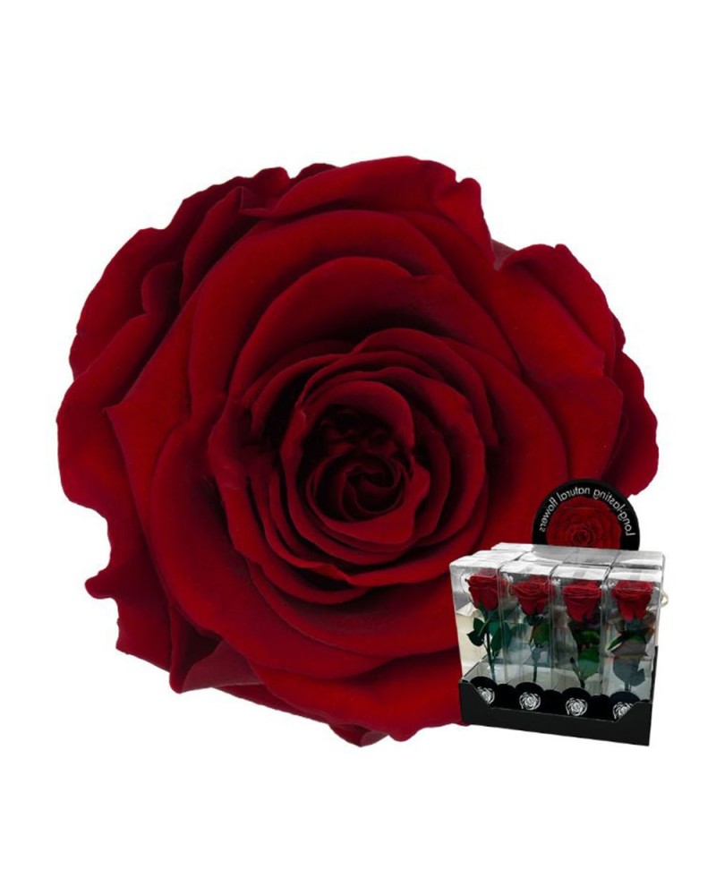 Fiori Stabilizzati | Ramo rosa dm 7 h 60 stabilizzata bordeaux ( 4 ) | 7861206219503