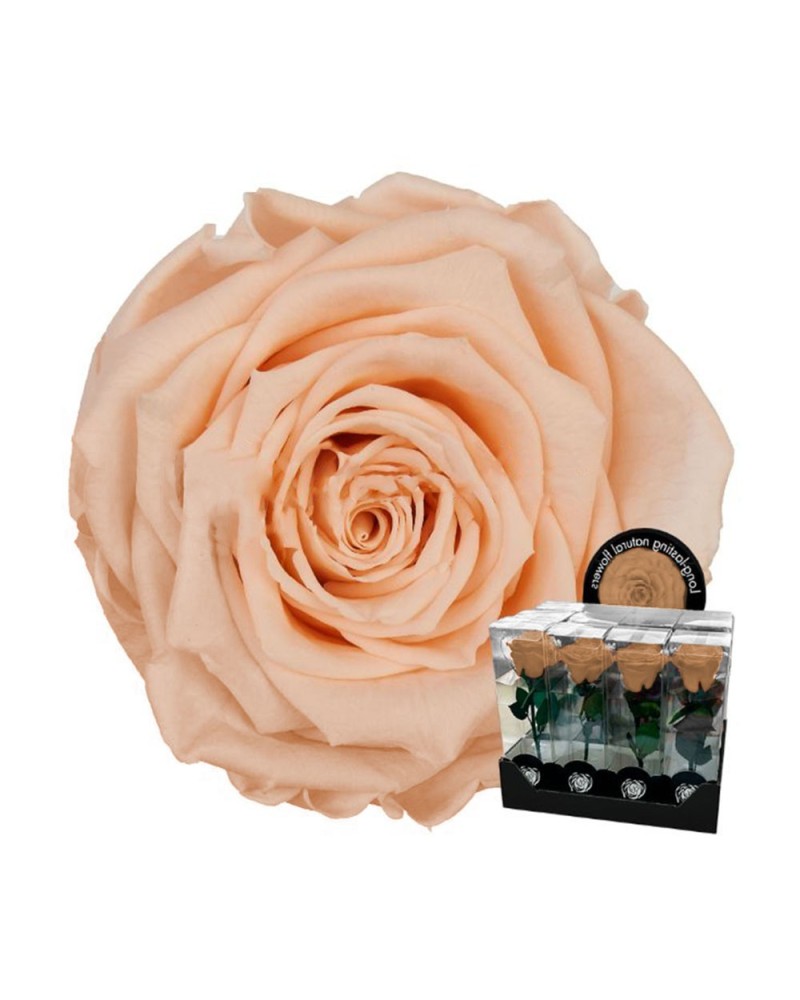 Fiori Stabilizzati | Ramo rosa stabilizzata dm 7 h 32 pesca (4) | 7861206218582