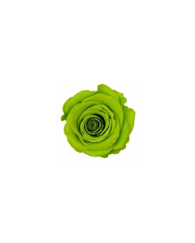 Fiori Stabilizzati | Cf 6 pz rose stabilizzate dm 6-6.5 h 5-7 verde | 