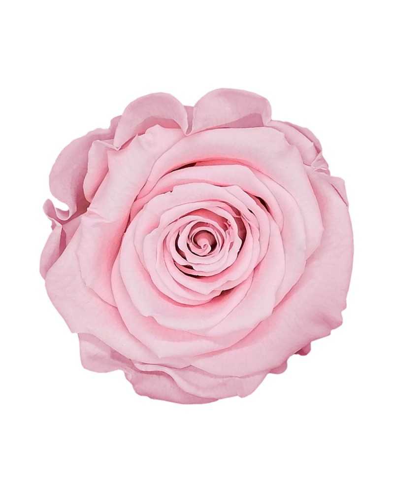 Fiori Stabilizzati | Cf 18 rose stabilizzate cm 3-3.5 circa h2.5 rosa | 